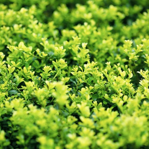 Ilex crenata Green Hedge 10 Litre